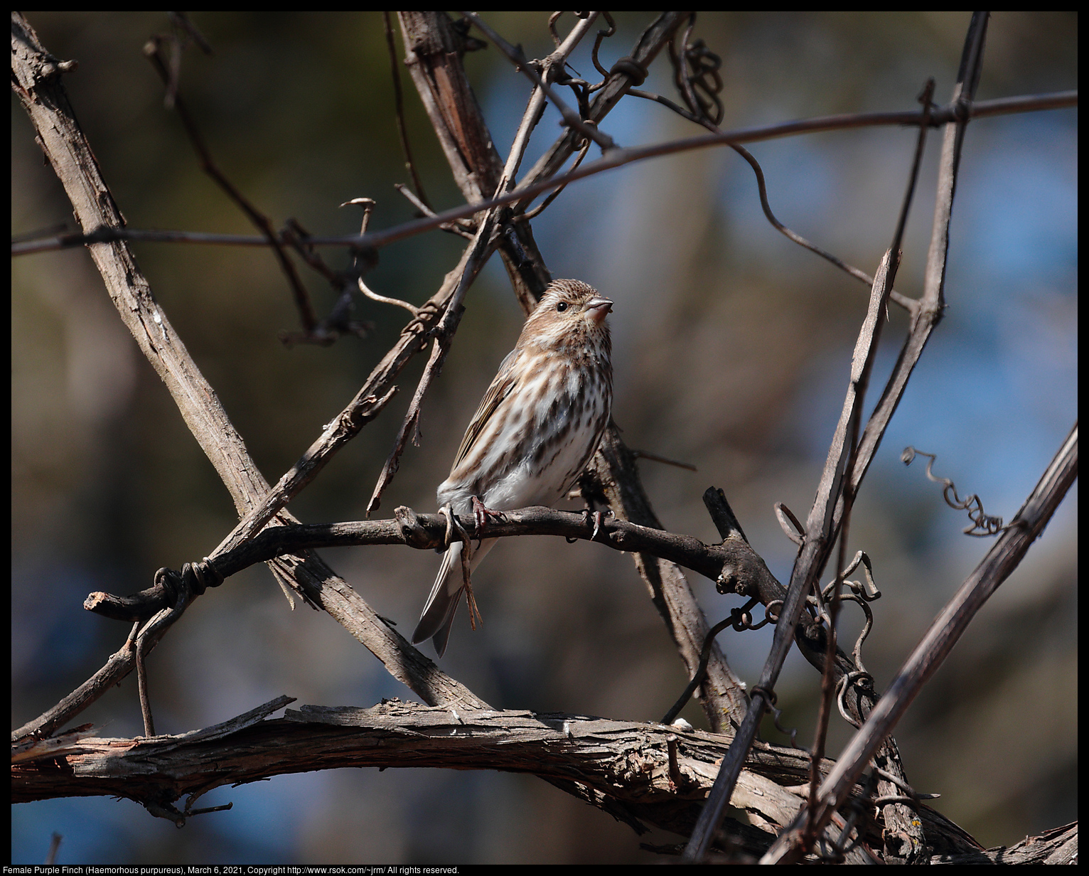 Female Purple Finch (Haemorhous purpureus), March 6, 2021