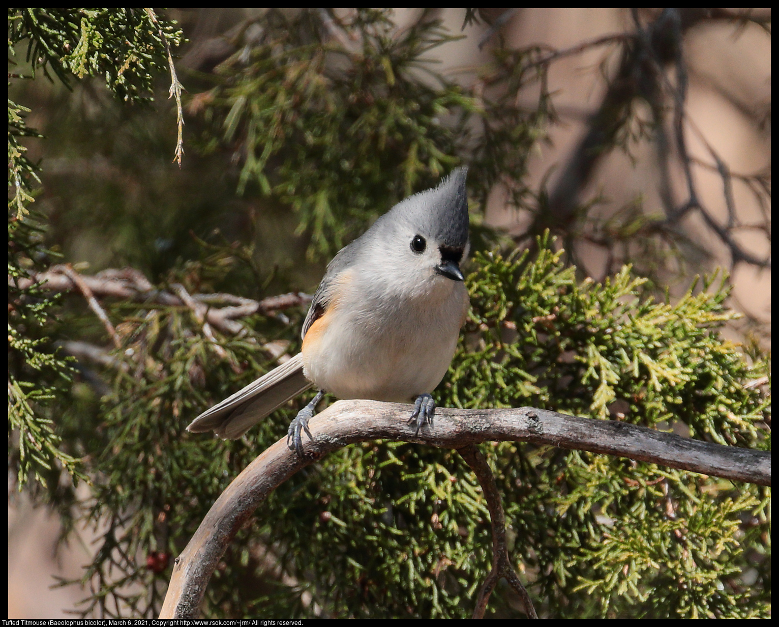 Tufted Titmouse (Baeolophus bicolor), March 6, 2021