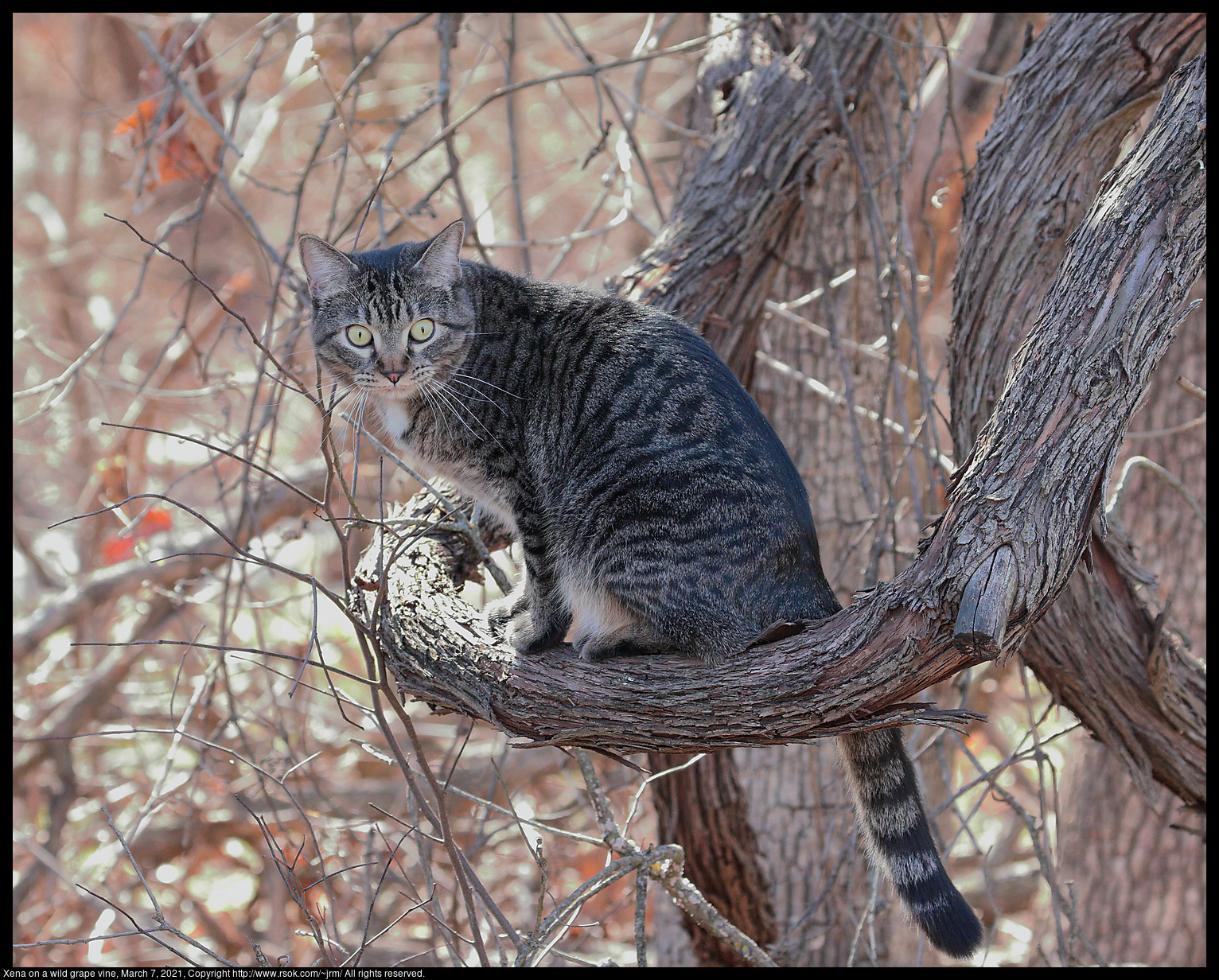 Xena on a wild grape vine, March 7, 2021