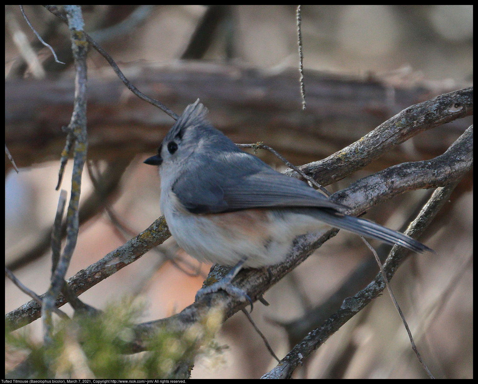 Tufted Titmouse (Baeolophus bicolor), March 7, 2021