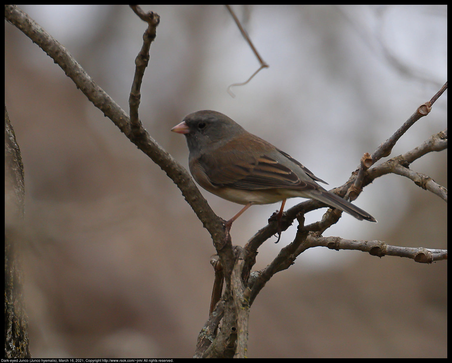 Dark-eyed Junco (Junco hyemalis), March 16, 2021