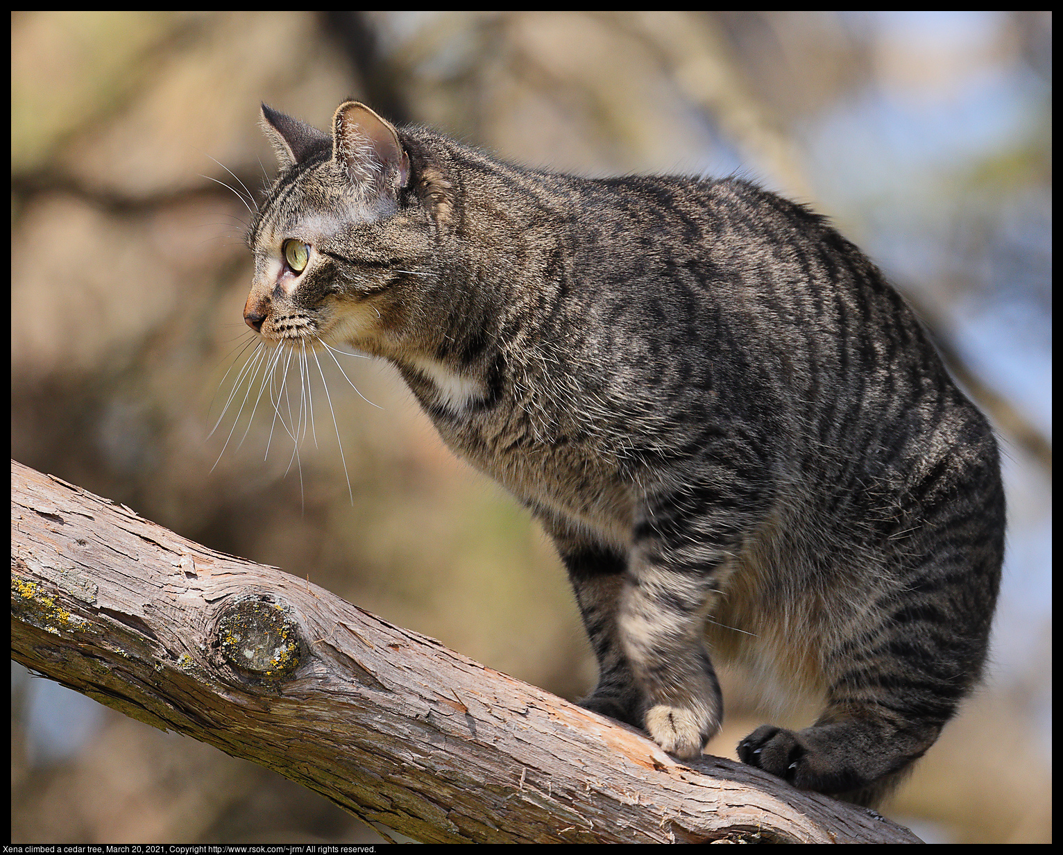 Xena climbed a cedar tree, March 20, 2021