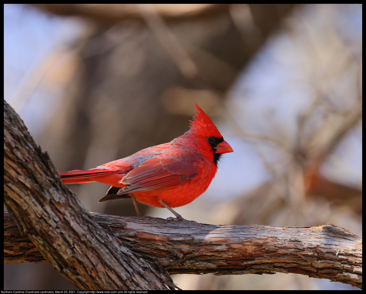 Northern Cardinal (Cardinalis cardinalis), March 20, 2021