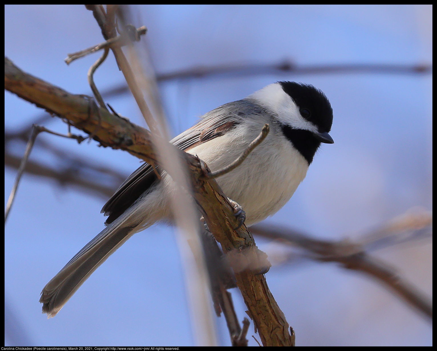 Carolina Chickadee (Poecile carolinensis), March 20, 2021