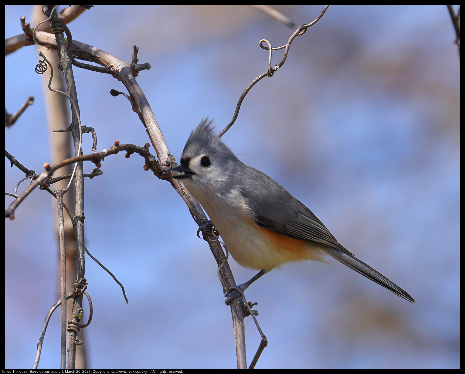 Tufted Titmouse (Baeolophus bicolor), March 20, 2021