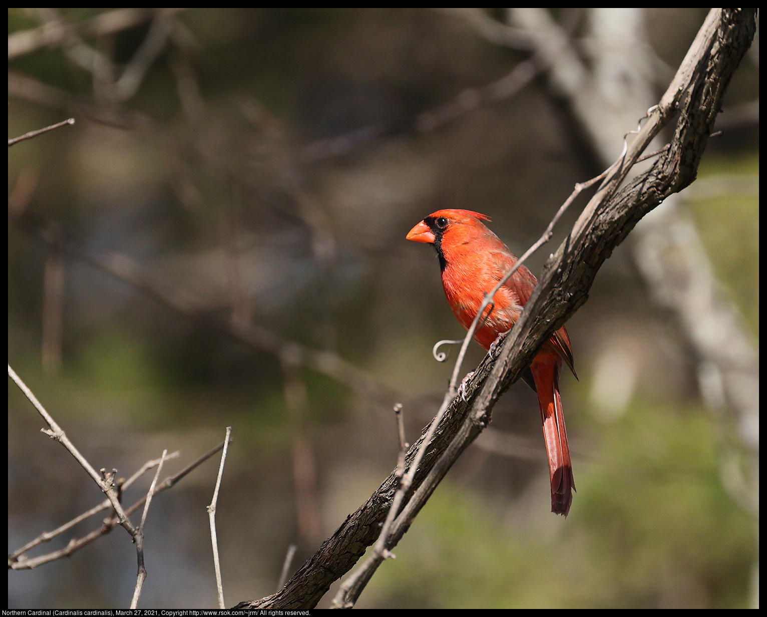 Northern Cardinal (Cardinalis cardinalis), March 27, 2021