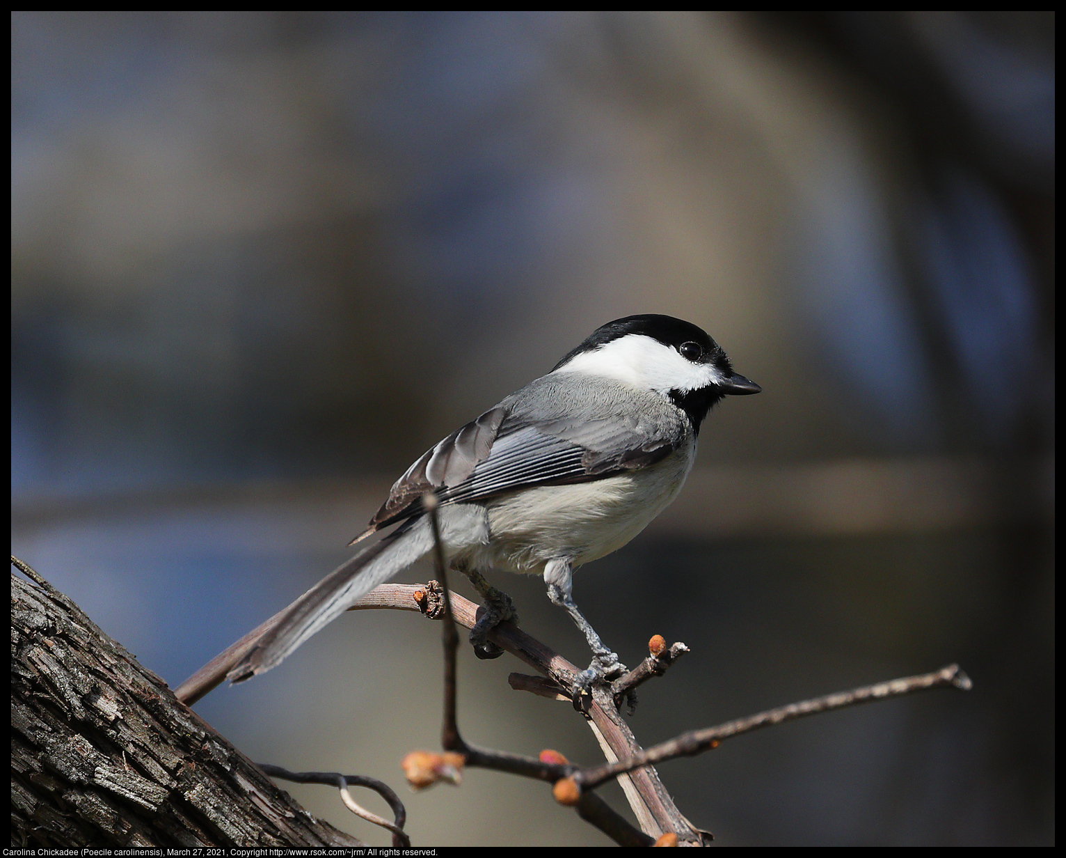 Carolina Chickadee (Poecile carolinensis), March 27, 2021