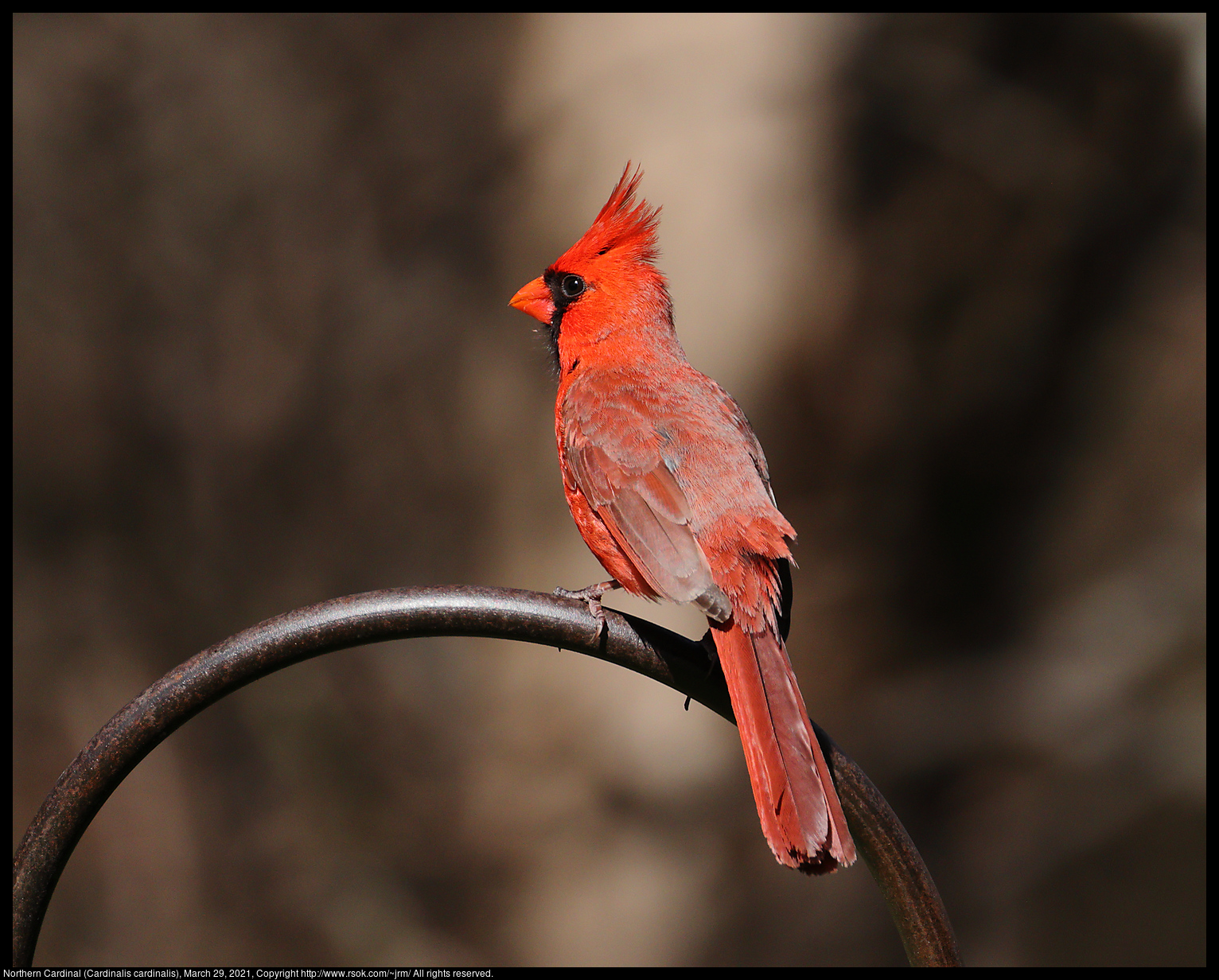 Northern Cardinal (Cardinalis cardinalis), March 29, 2021