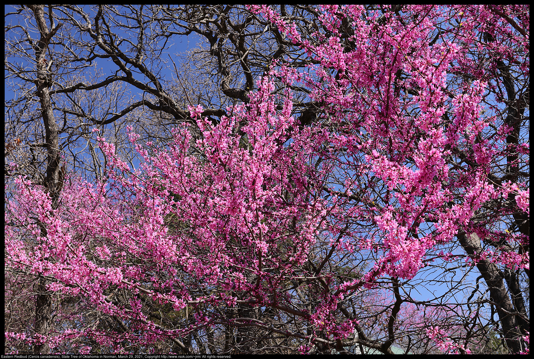 Eastern Redbud (Cercis canadensis), State Tree of Oklahoma in Norman, March 29, 2021