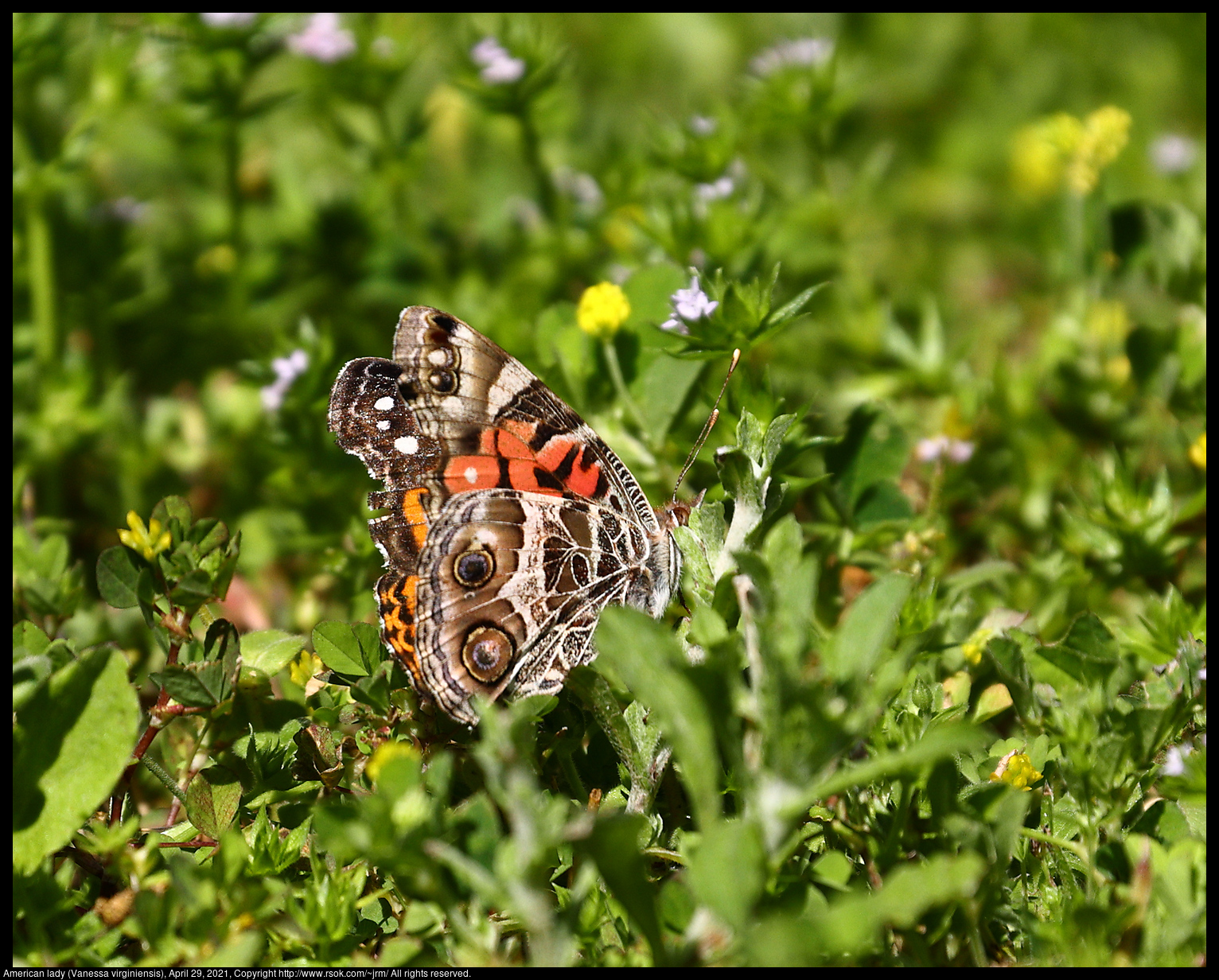 American lady (Vanessa virginiensis), April 29, 2021