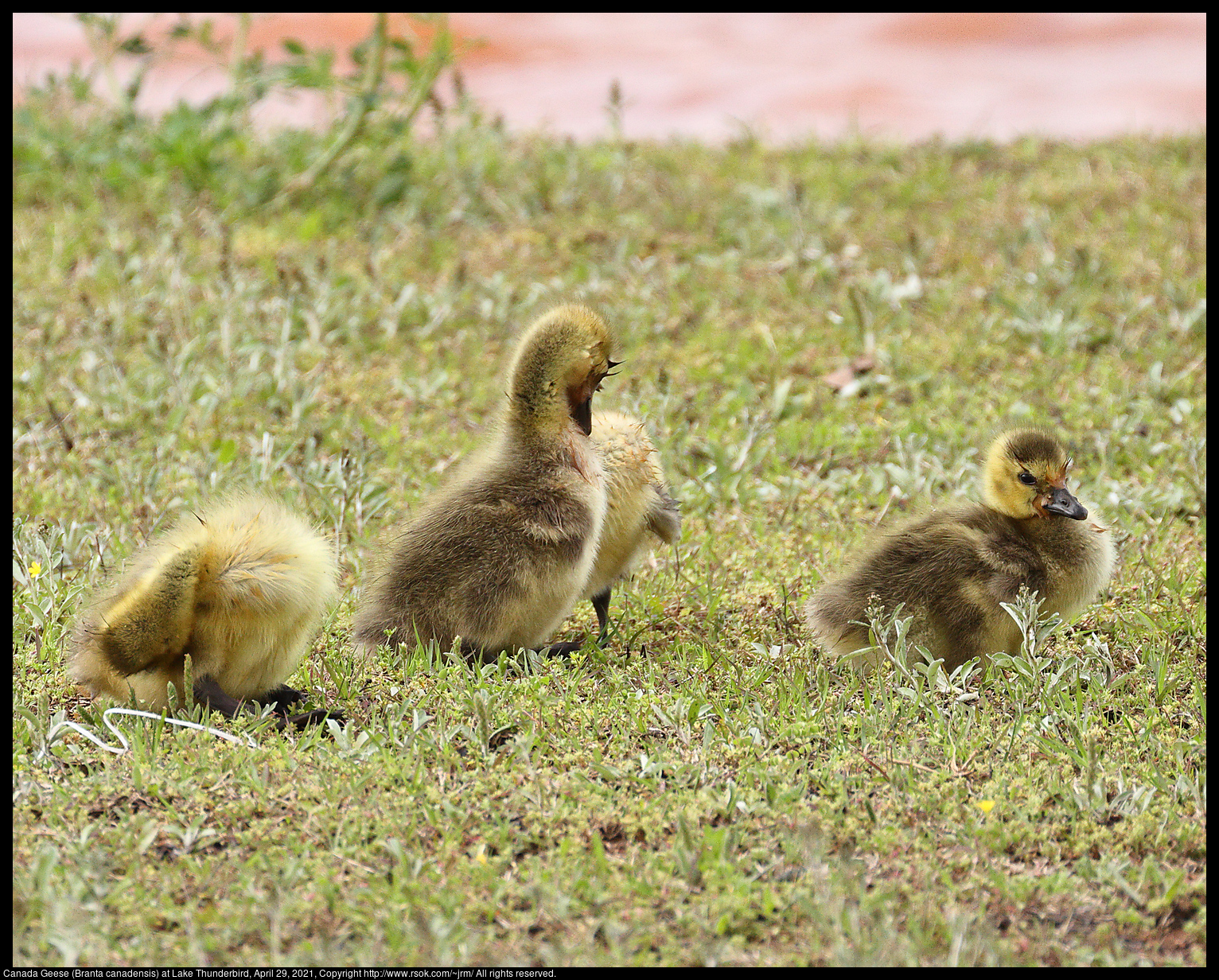 Canada Geese (Branta canadensis) at Lake Thunderbird, April 29, 2021