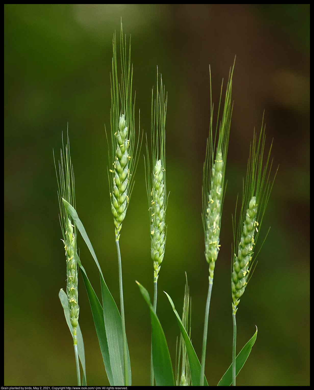 Grain planted by birds, May 2, 2021