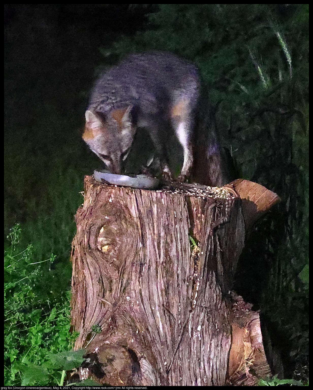 gray fox (Urocyon cinereoargenteus), May 4, 2021