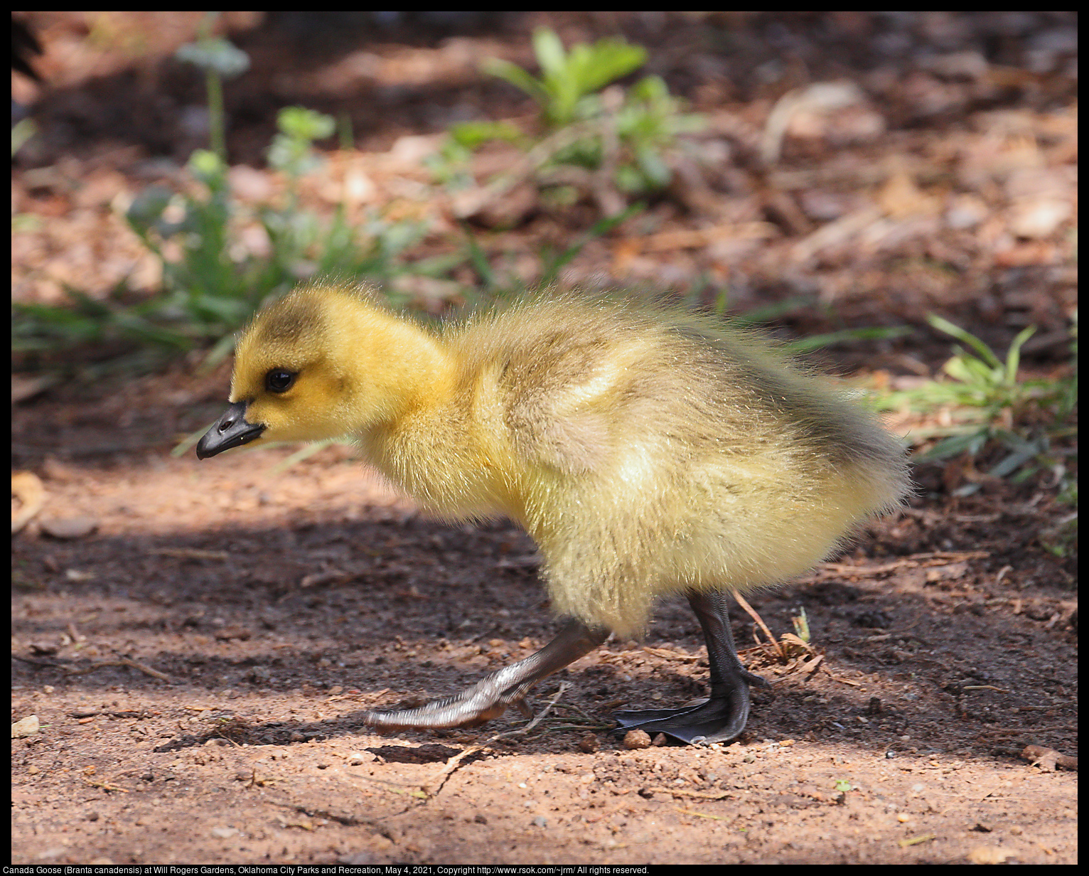 Canada Goose (Branta canadensis) at Will Rogers Gardens, Oklahoma City Parks and Recreation, May 4, 2021