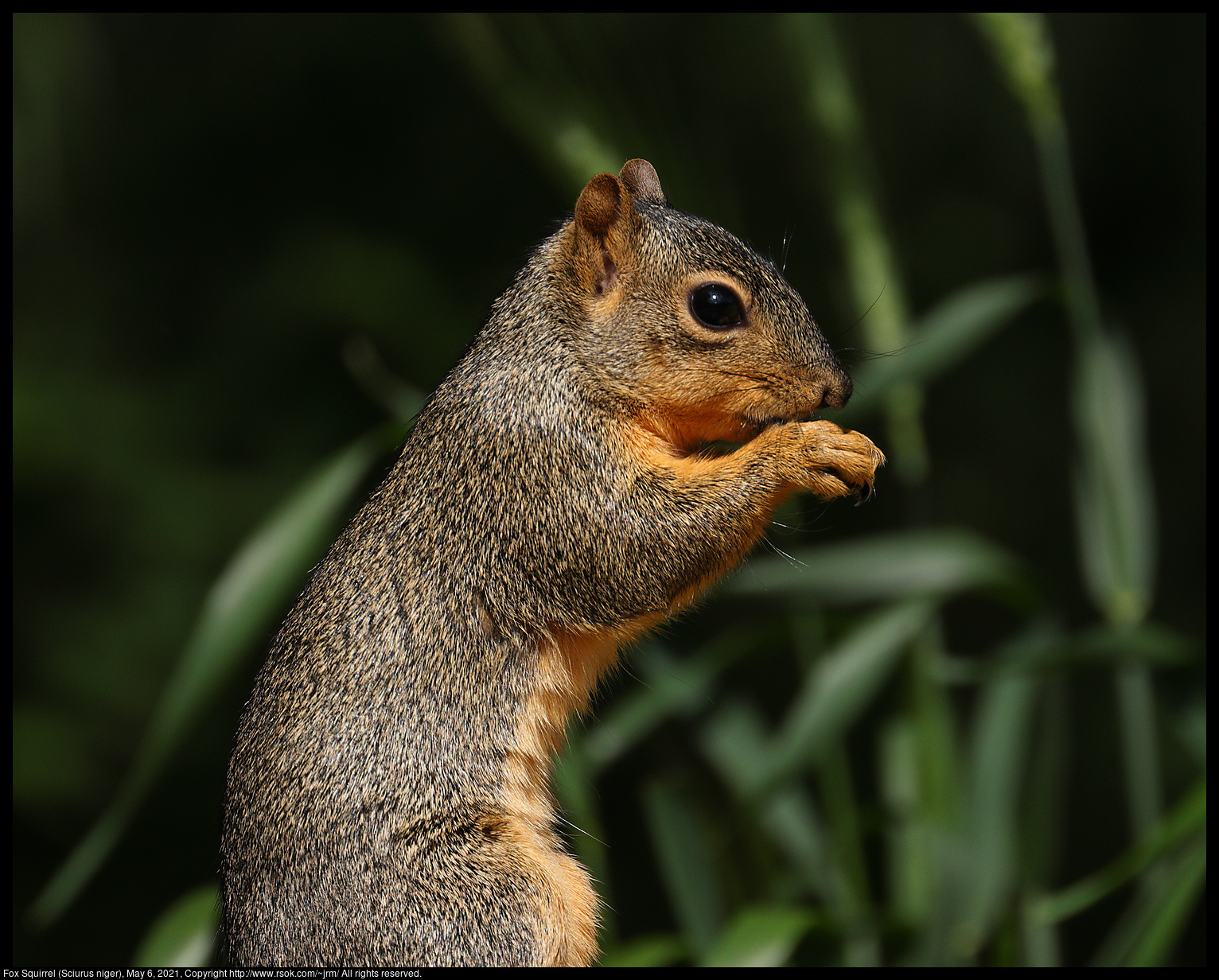 Fox Squirrel (Sciurus niger), May 6, 2021