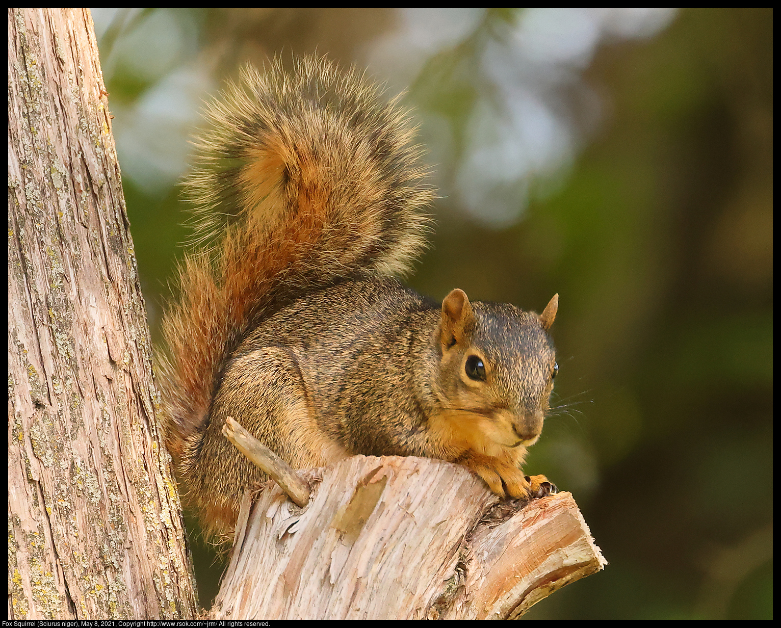 Fox Squirrel (Sciurus niger), May 8, 2021