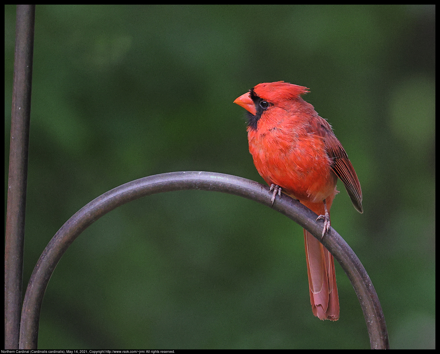 Northern Cardinal (Cardinalis cardinalis), May 14, 2021