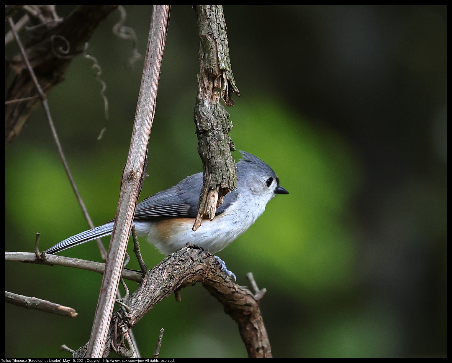 Tufted Titmouse (Baeolophus bicolor), May 15, 2021