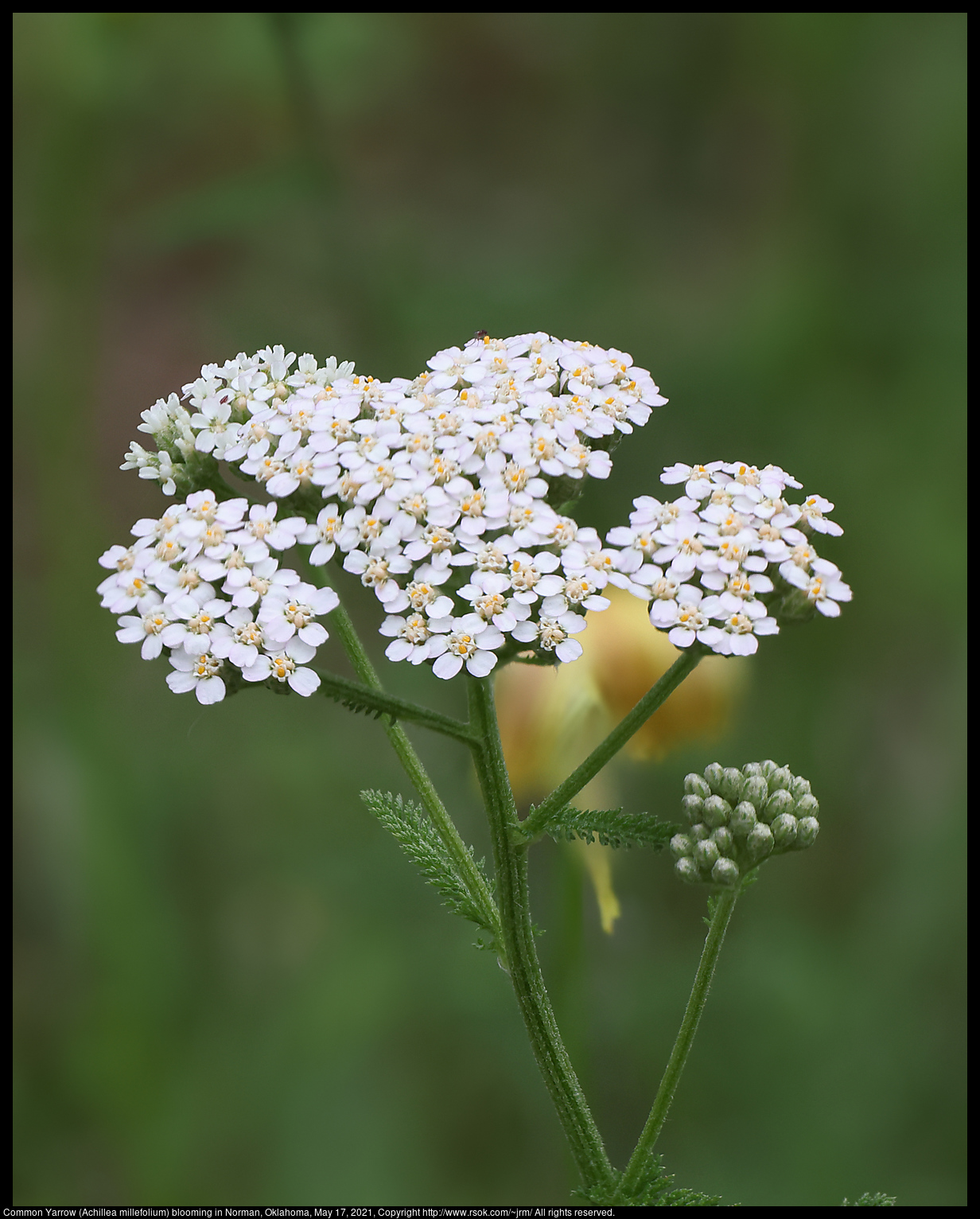 Common Yarrow (Achillea millefolium) blooming in Norman, Oklahoma, May 17, 2021