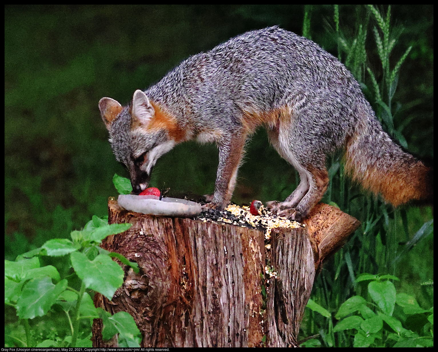 Gray Fox (Urocyon cinereoargenteus), May 22, 2021