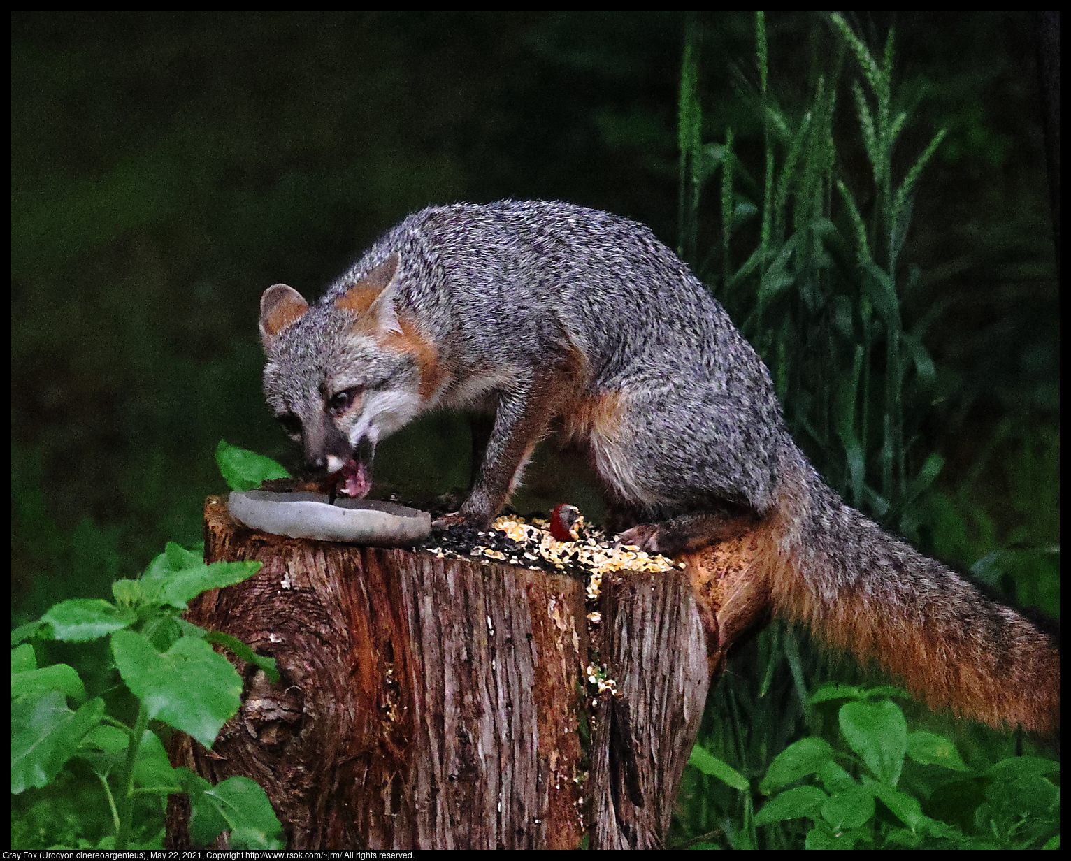 Gray Fox (Urocyon cinereoargenteus), May 22, 2021