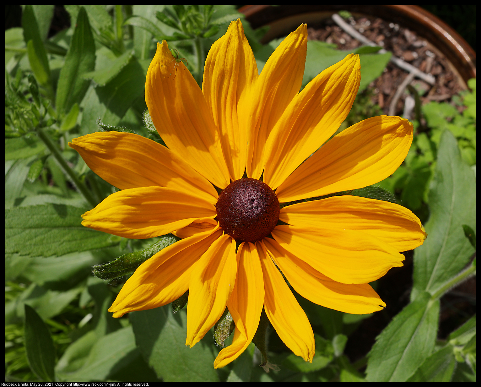 Rudbeckia hirta, May 26, 2021