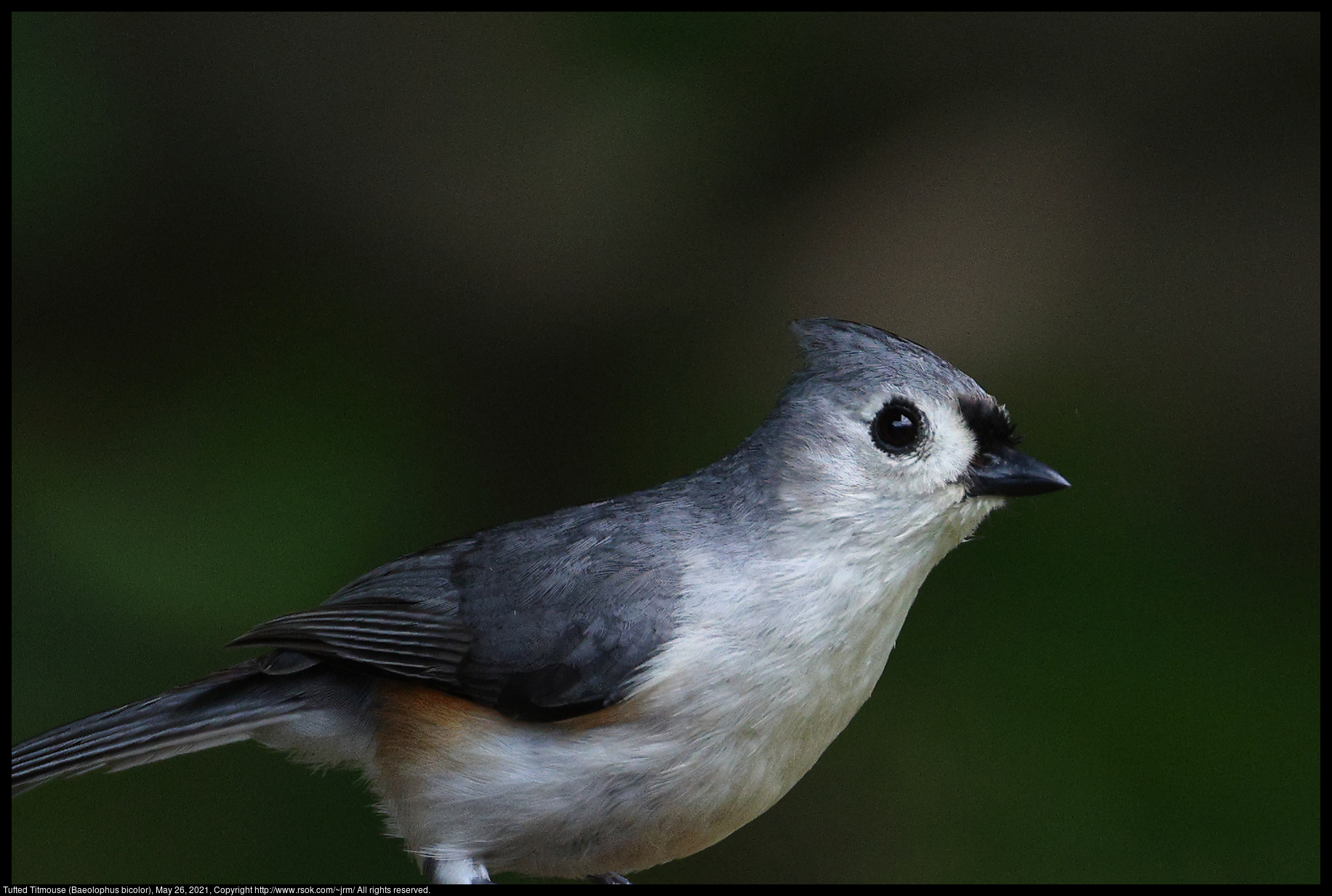 Tufted Titmouse (Baeolophus bicolor), May 26, 2021