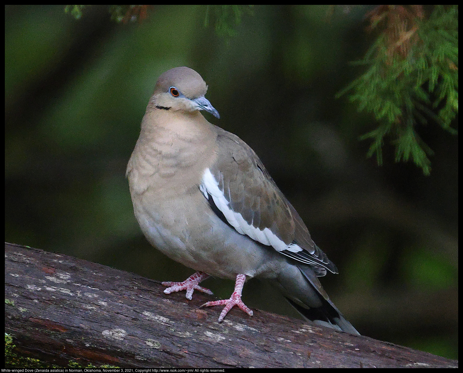 White-winged Dove (Zenaida asiatica) in Norman, Oklahoma, November 3, 2021