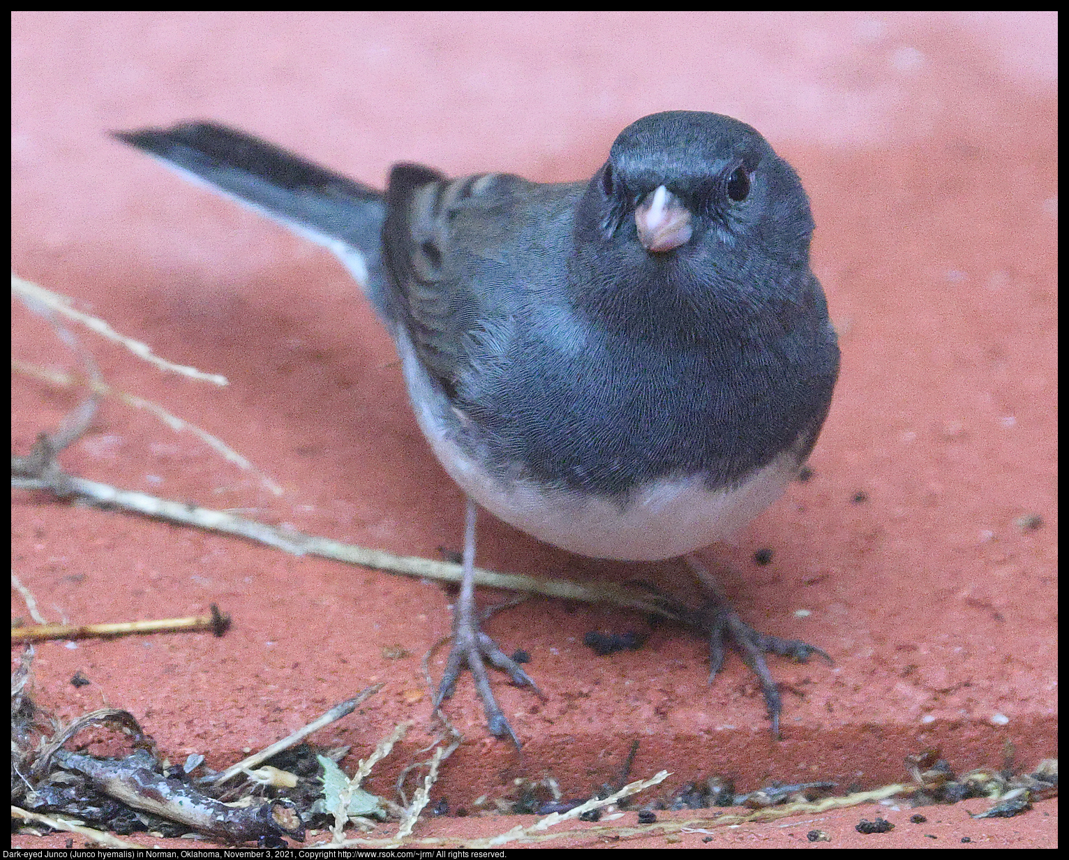 Dark-eyed Junco (Junco hyemalis) in Norman, Oklahoma, November 3, 2021