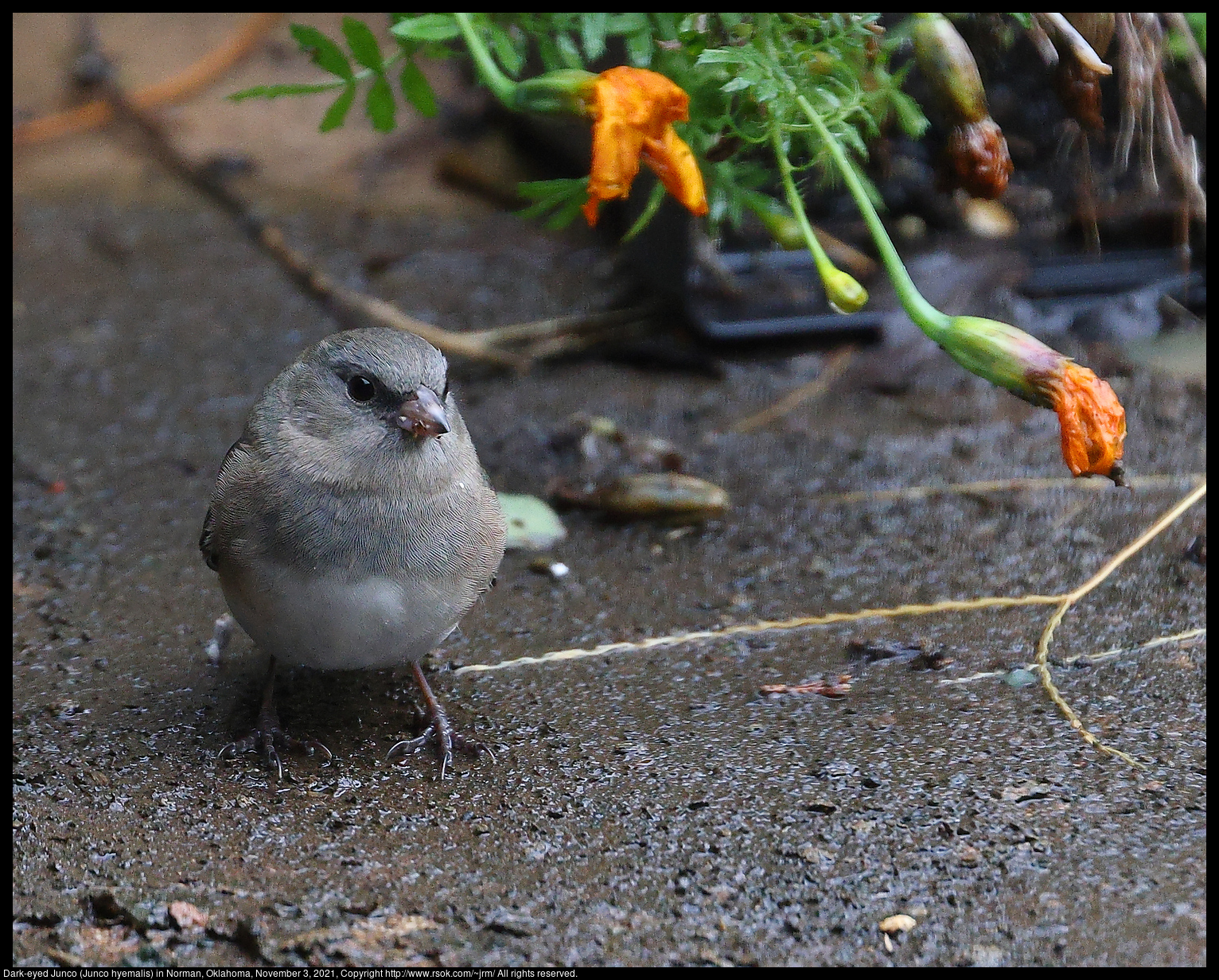 Dark-eyed Junco (Junco hyemalis) in Norman, Oklahoma, November 3, 2021