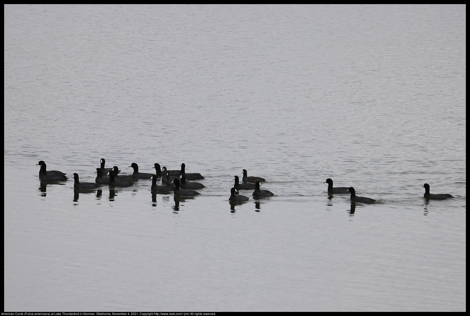 American Coots (Fulica americana) at Lake Thunderbird in Norman, Oklahoma, November 4, 2021