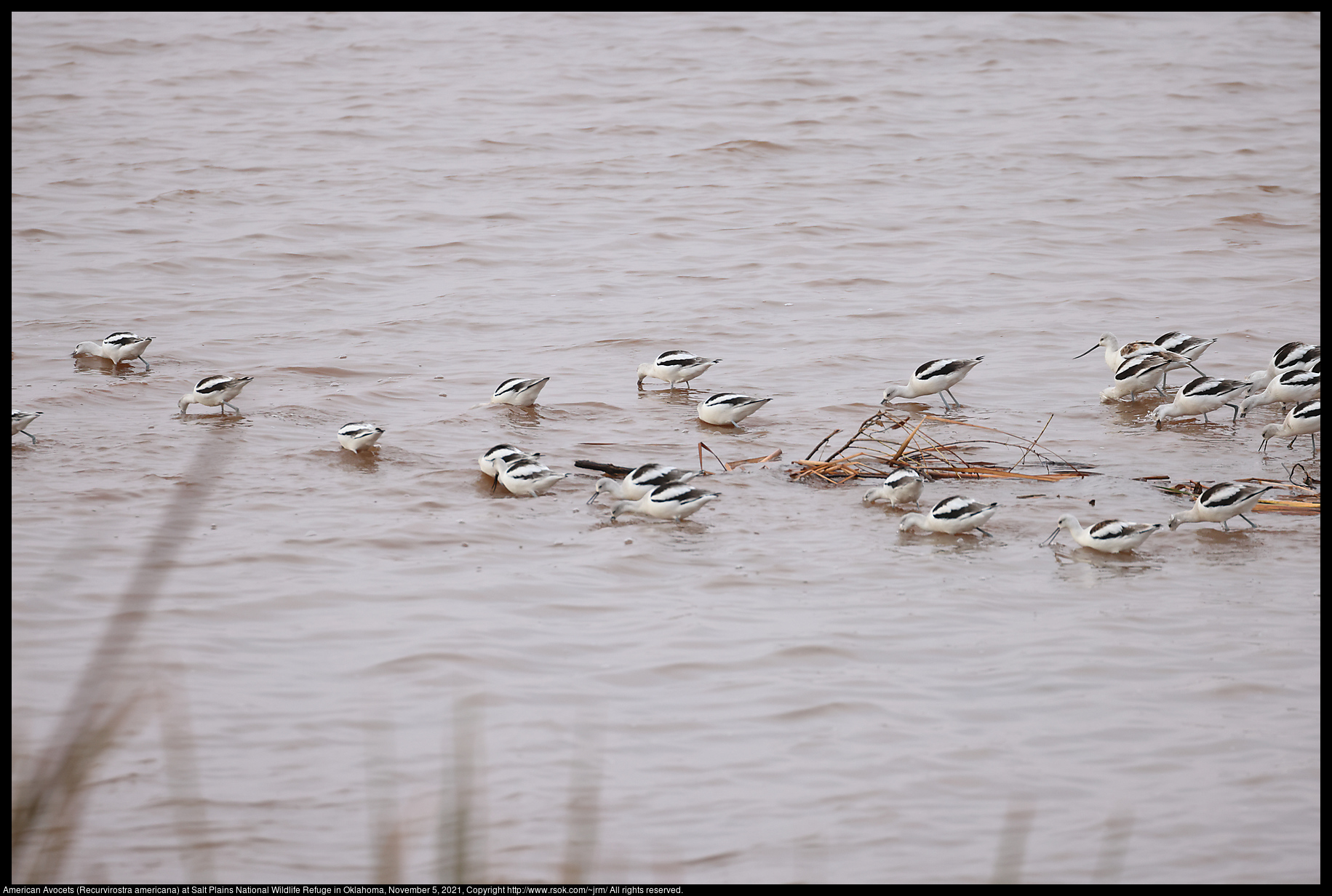 American Avocets (Recurvirostra americana) at Salt Plains National Wildlife Refuge in Oklahoma, November 5, 2021