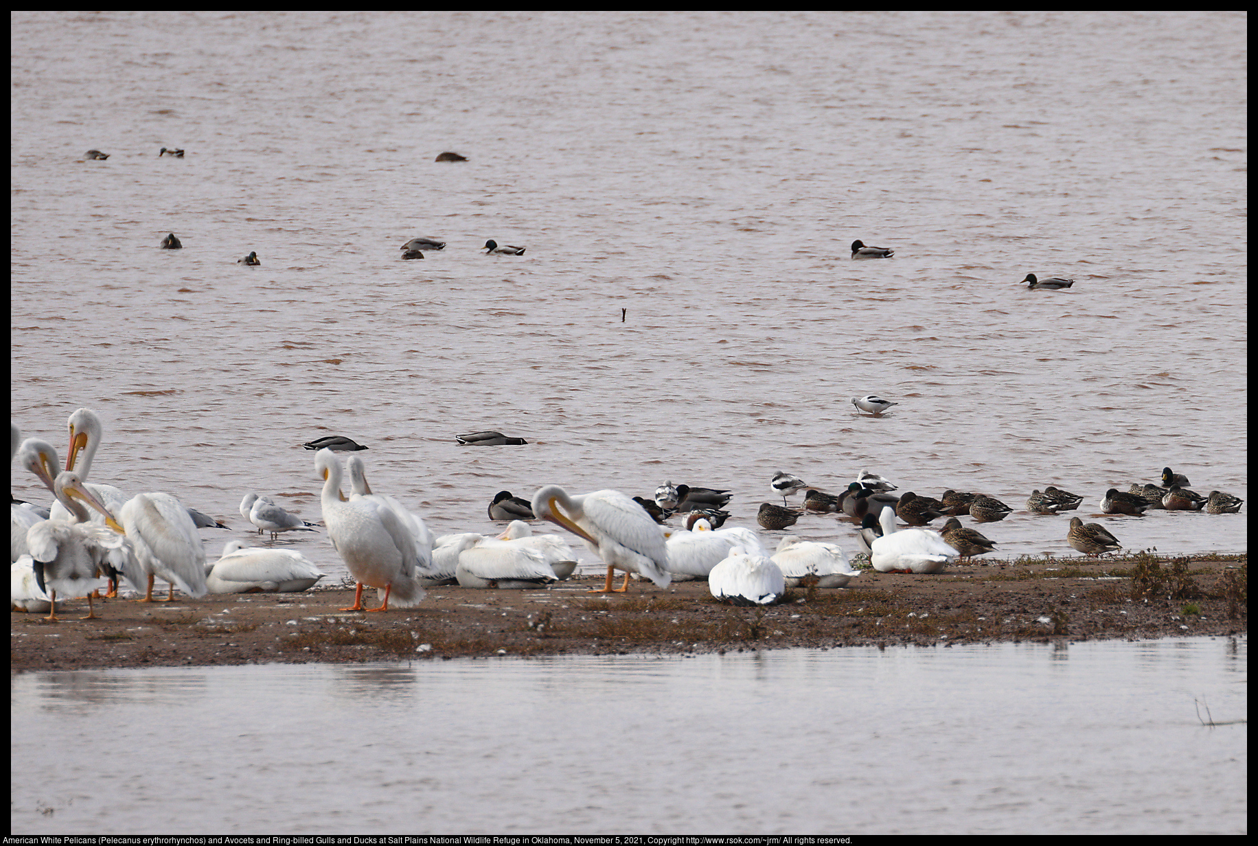 American White Pelicans (Pelecanus erythrorhynchos) and Avocets and Ring-billed Gulls and Ducks at Salt Plains National Wildlife Refuge in Oklahoma, November 5, 2021