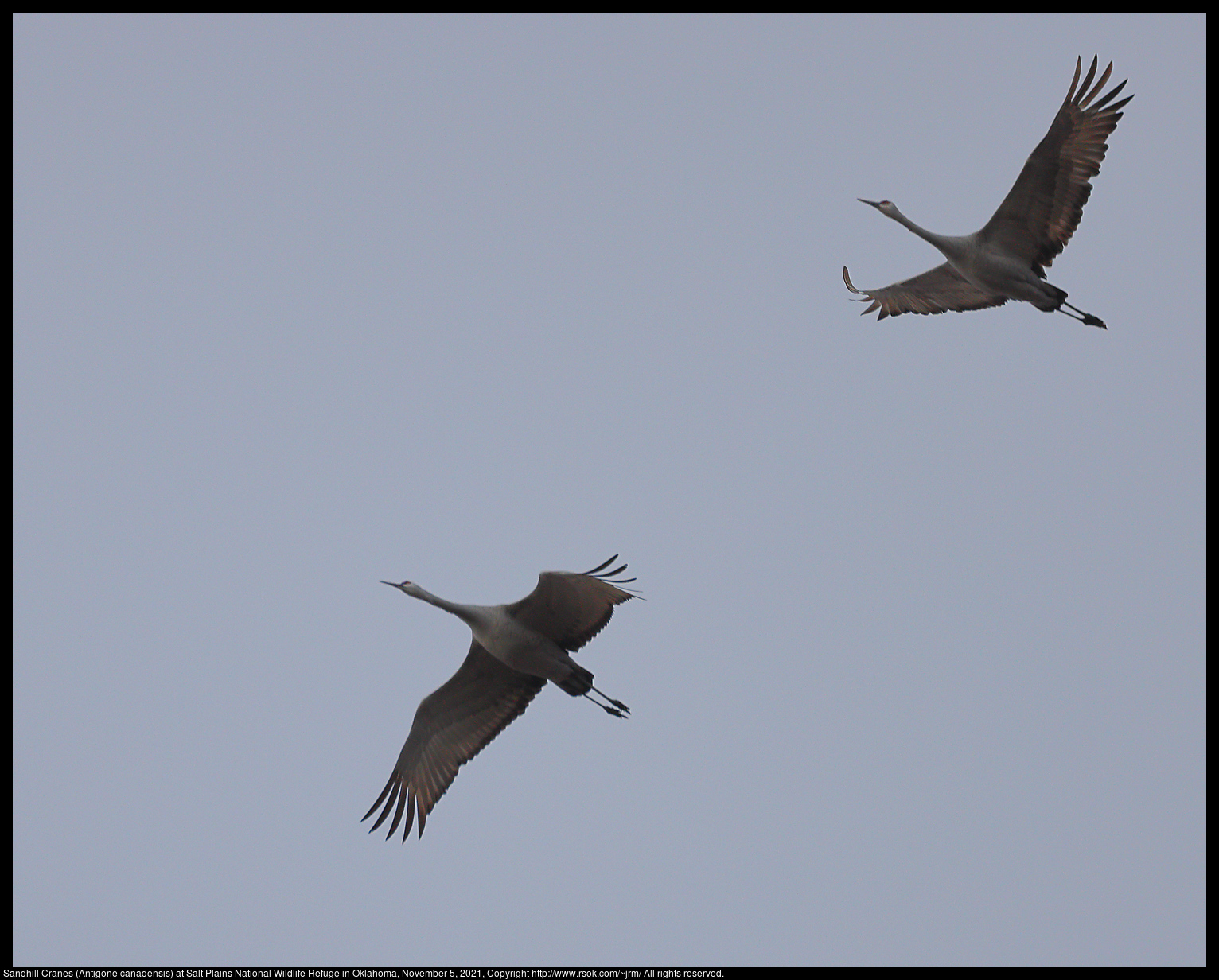 Sandhill Cranes (Antigone canadensis) at Salt Plains National Wildlife Refuge in Oklahoma, November 5, 2021