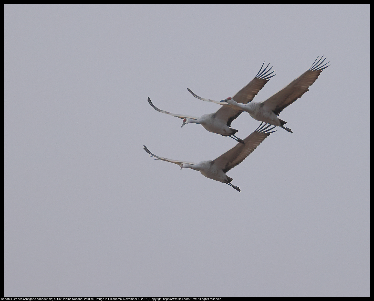 Sandhill Cranes (Antigone canadensis) at Salt Plains National Wildlife Refuge in Oklahoma, November 5, 2021