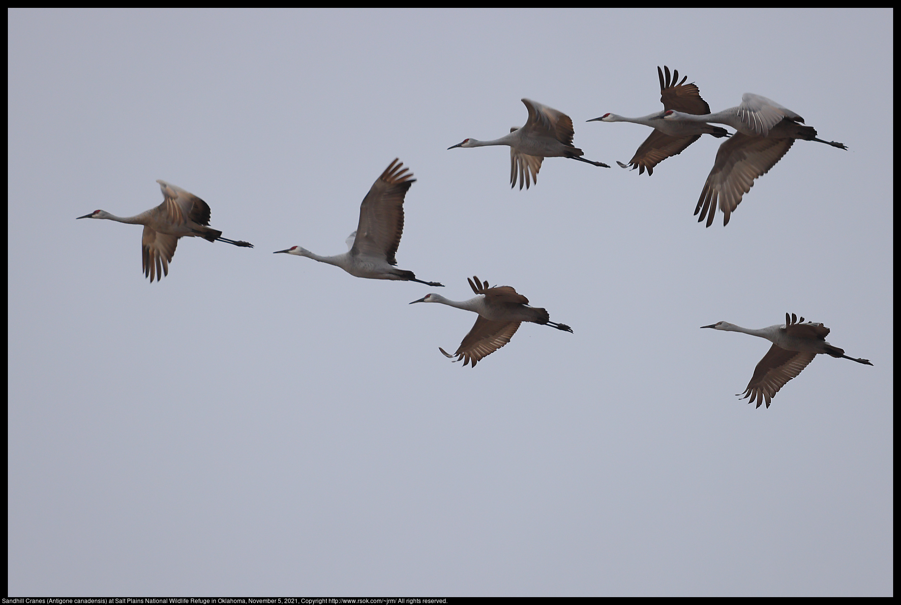 Sandhill Cranes (Antigone canadensis) at Salt Plains National Wildlife Refuge in Oklahoma, November 5, 2021