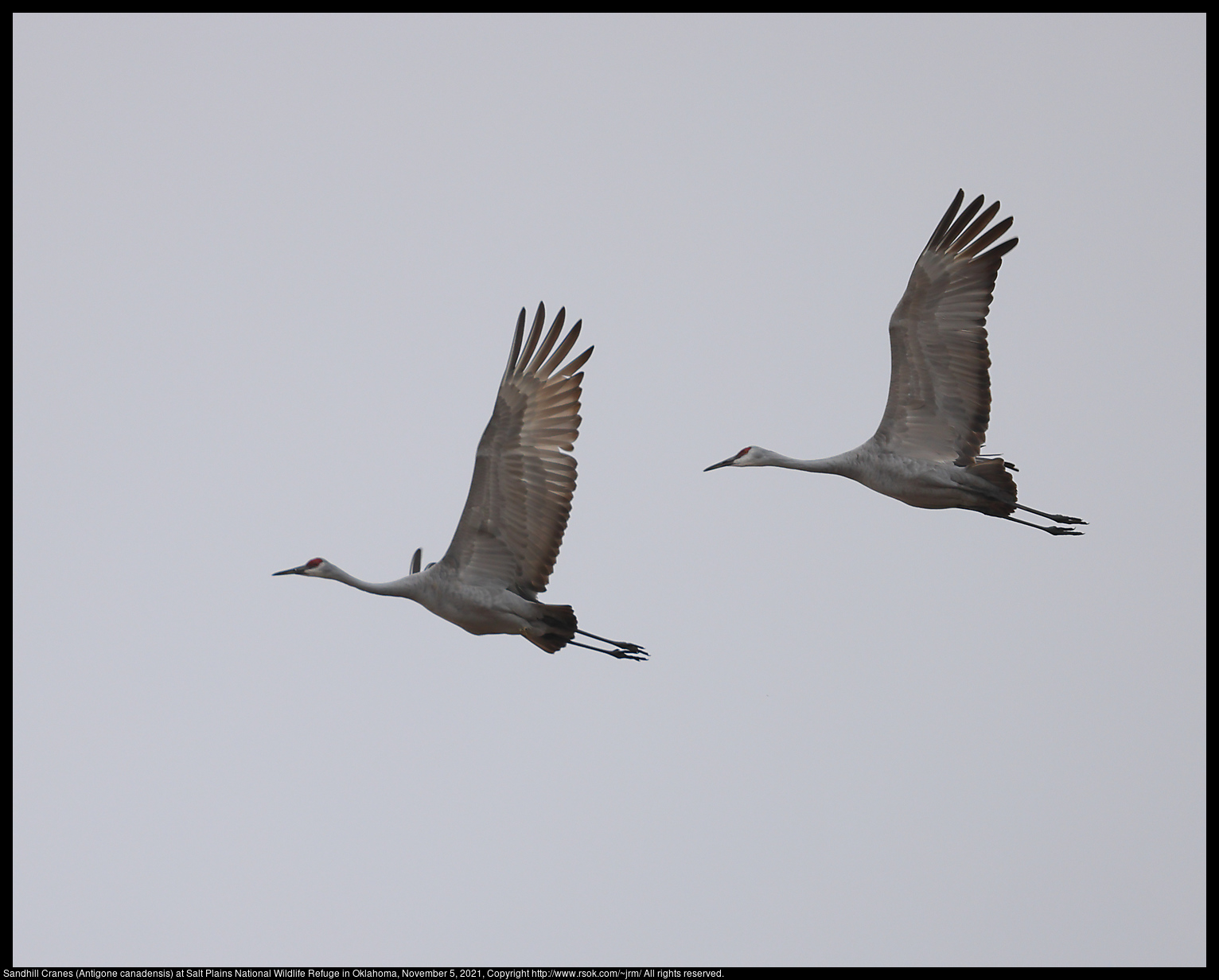 Sandhill Cranes (Antigone canadensis) at Salt Plains National Wildlife Refuge in Oklahoma, November 5, 2021