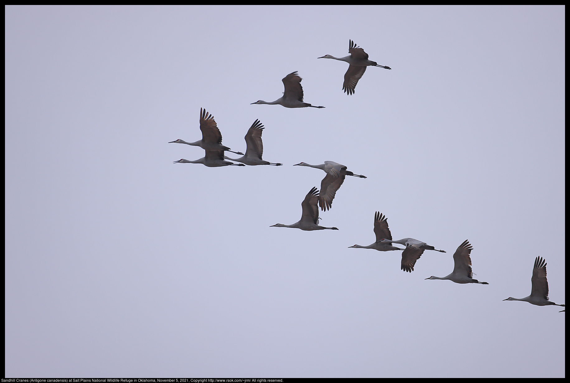 Sandhill Cranes (Antigone canadensis) at Salt Plains National Wildlife Refuge in Oklahoma, November 5, 2021