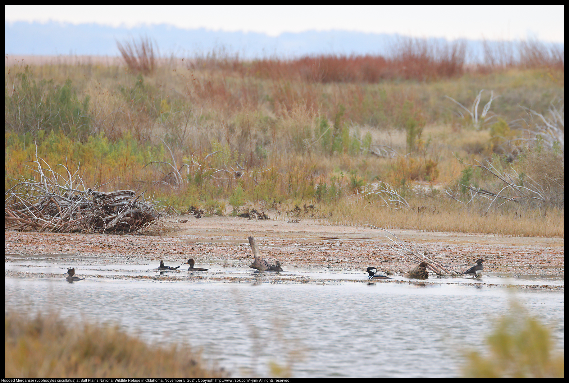 Hooded Merganser (Lophodytes cucullatus) at Salt Plains National Wildlife Refuge in Oklahoma, November 5, 2021