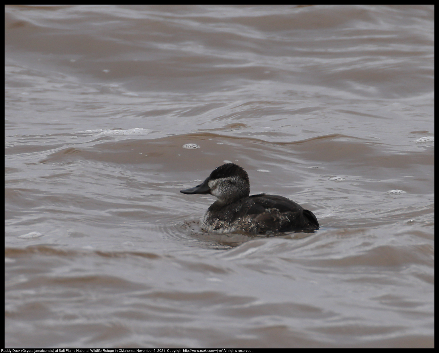 Ruddy Duck (Oxyura jamaicensis) at Salt Plains National Wildlife Refuge in Oklahoma, November 5, 2021