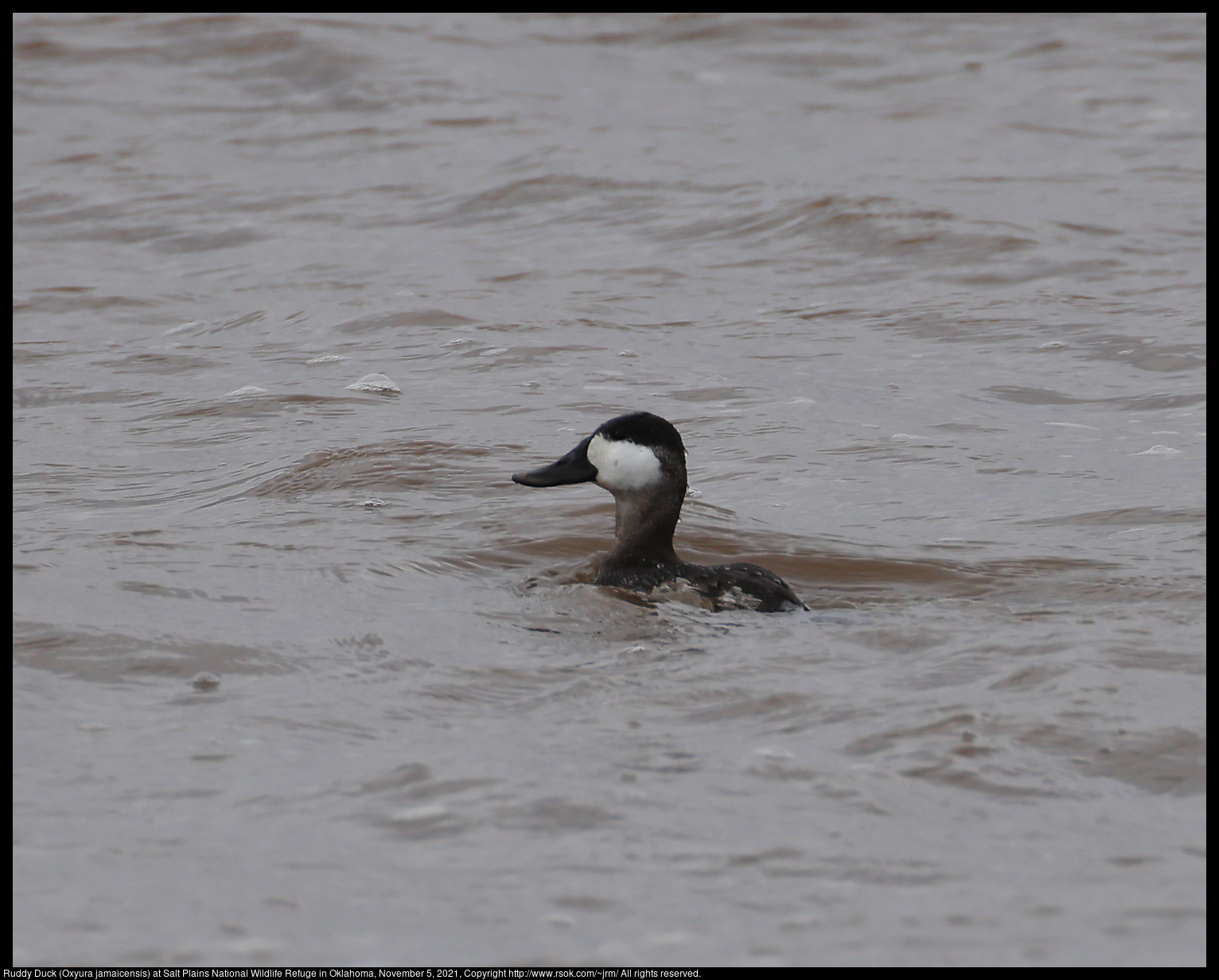 Ruddy Duck (Oxyura jamaicensis) at Salt Plains National Wildlife Refuge in Oklahoma, November 5, 2021