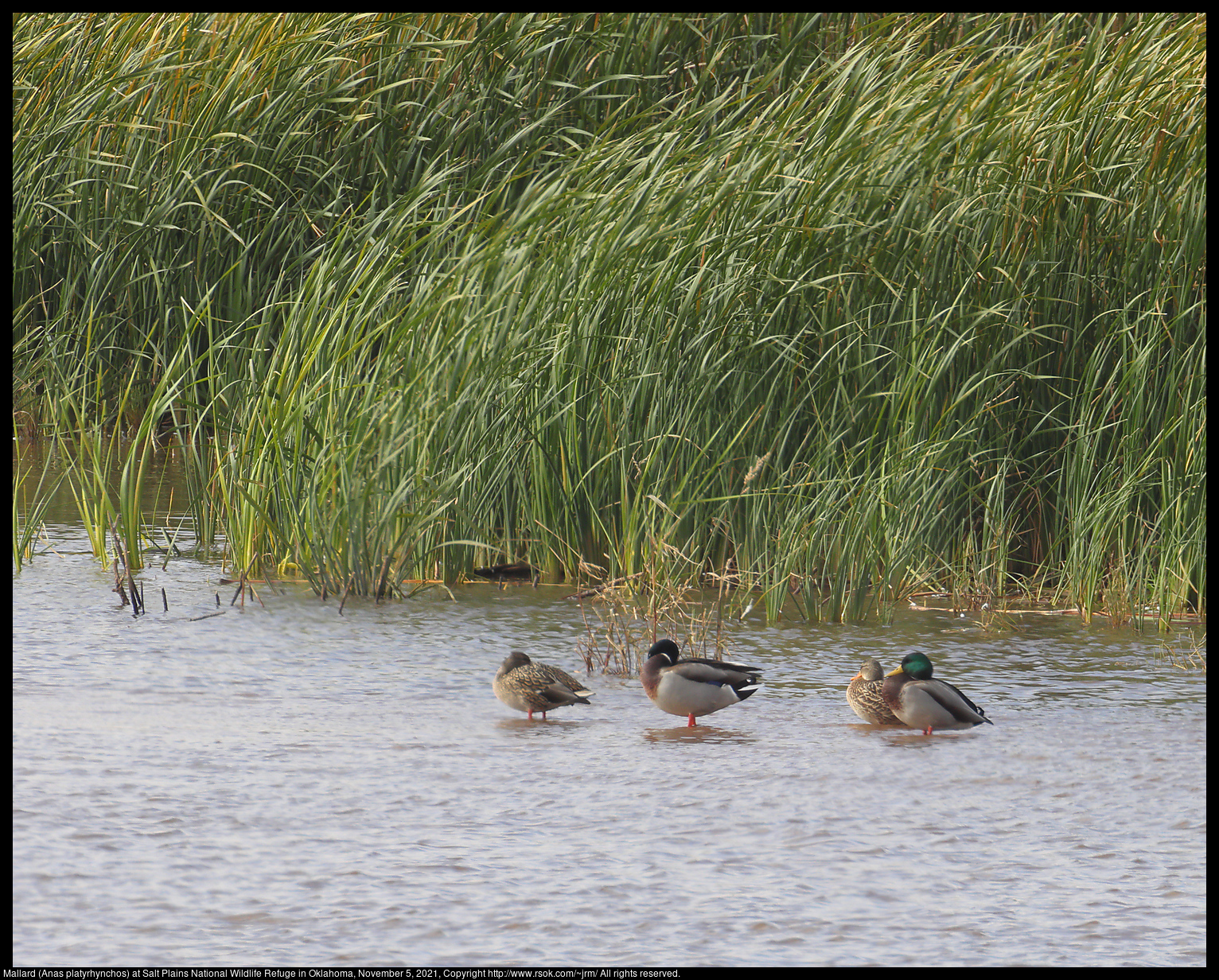 Mallard (Anas platyrhynchos) at Salt Plains National Wildlife Refuge in Oklahoma, November 5, 2021