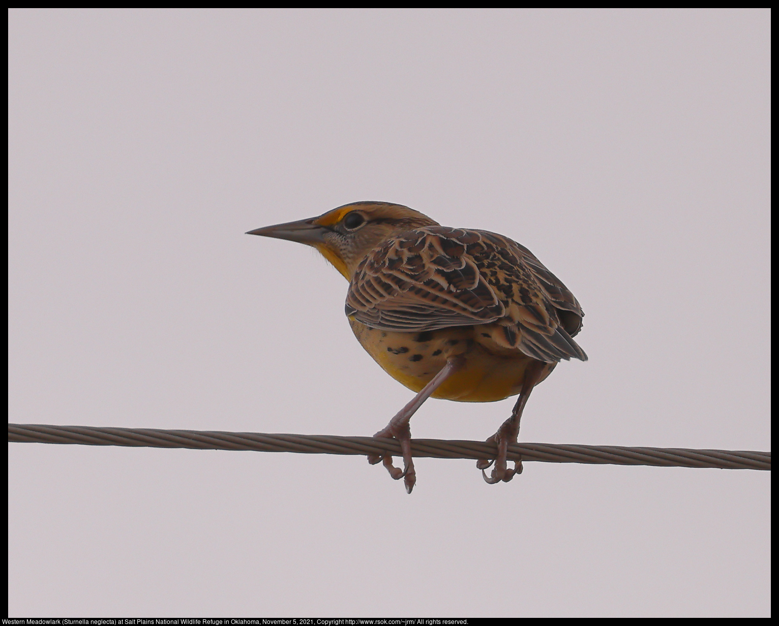 Western Meadowlark (Sturnella neglecta) at Salt Plains National Wildlife Refuge in Oklahoma, November 5, 2021