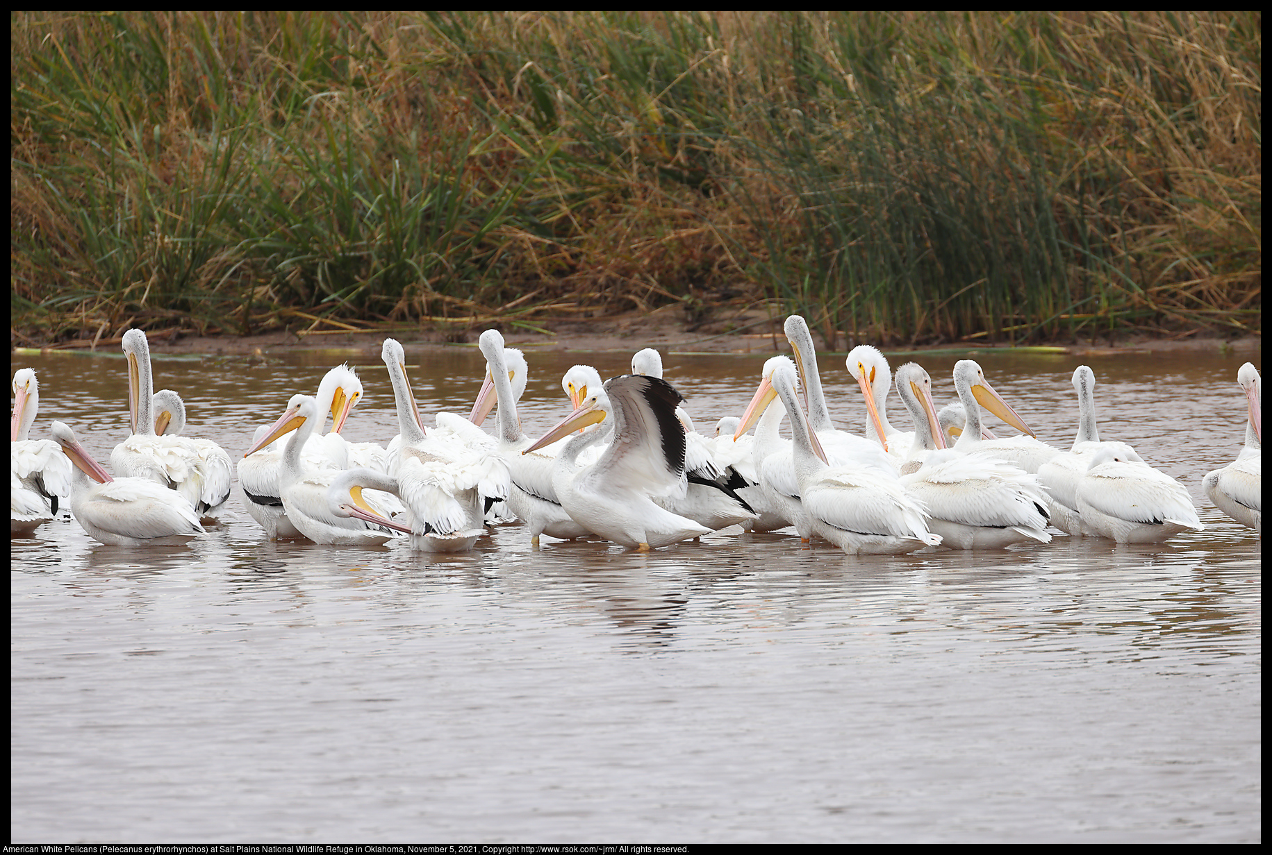 American White Pelicans (Pelecanus erythrorhynchos) at Salt Plains National Wildlife Refuge in Oklahoma, November 5, 2021