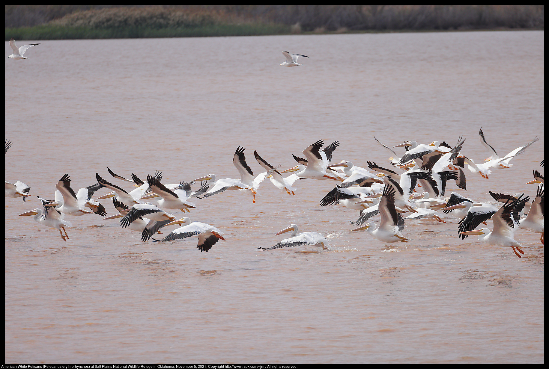 American White Pelicans (Pelecanus erythrorhynchos) at Salt Plains National Wildlife Refuge in Oklahoma, November 5, 2021