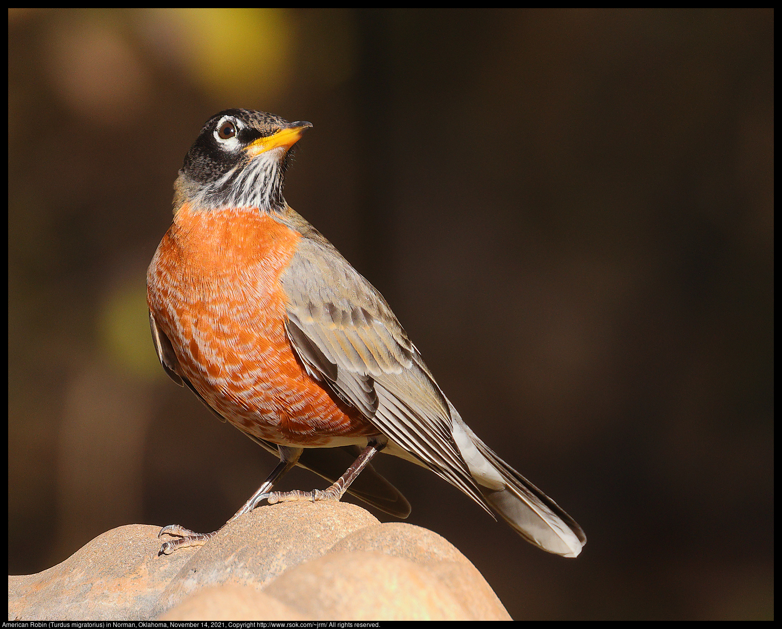 American Robin (Turdus migratorius) in Norman, Oklahoma, November 14, 2021