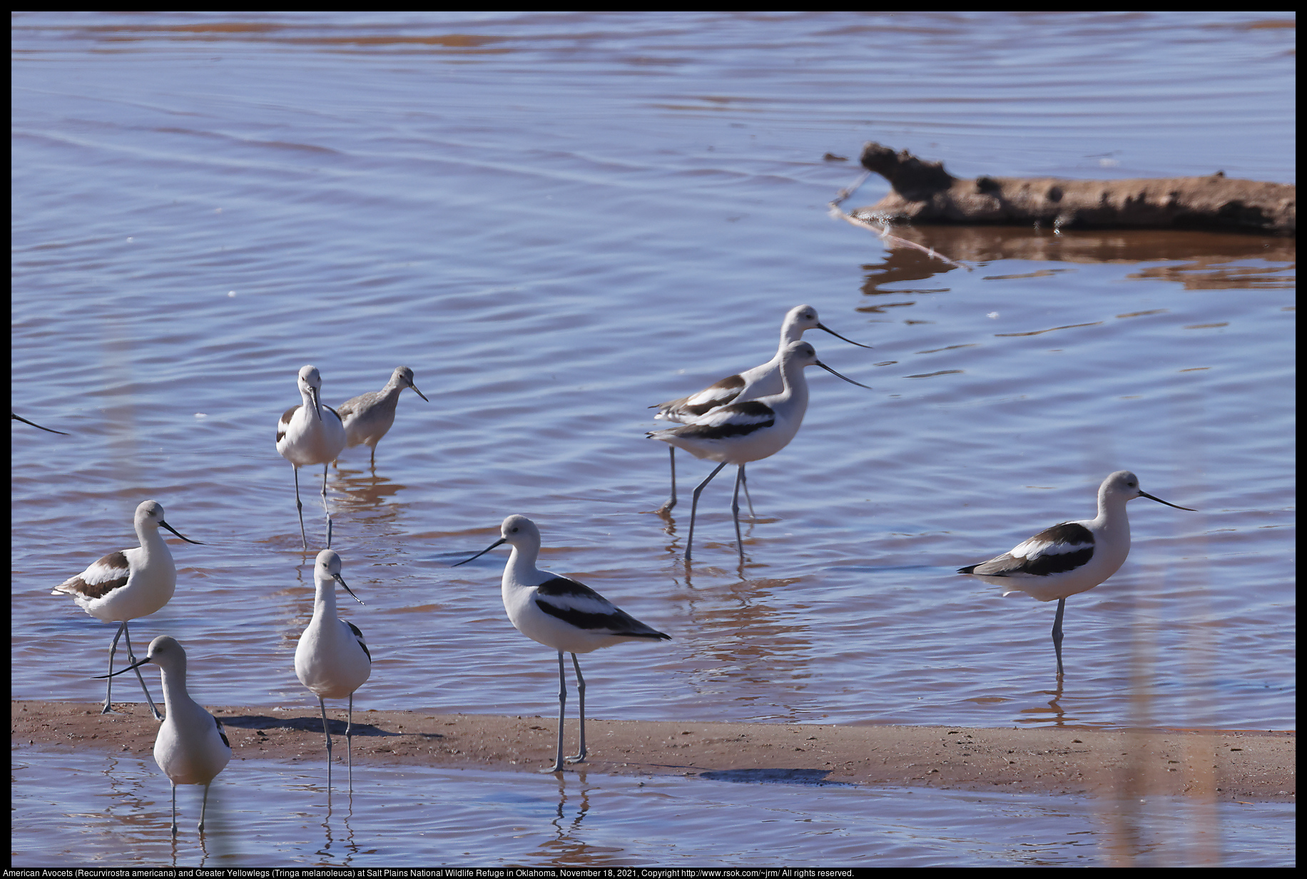 American Avocets (Recurvirostra americana) and Greater Yellowlegs (Tringa melanoleuca) at Salt Plains National Wildlife Refuge in Oklahoma, November 18, 2021