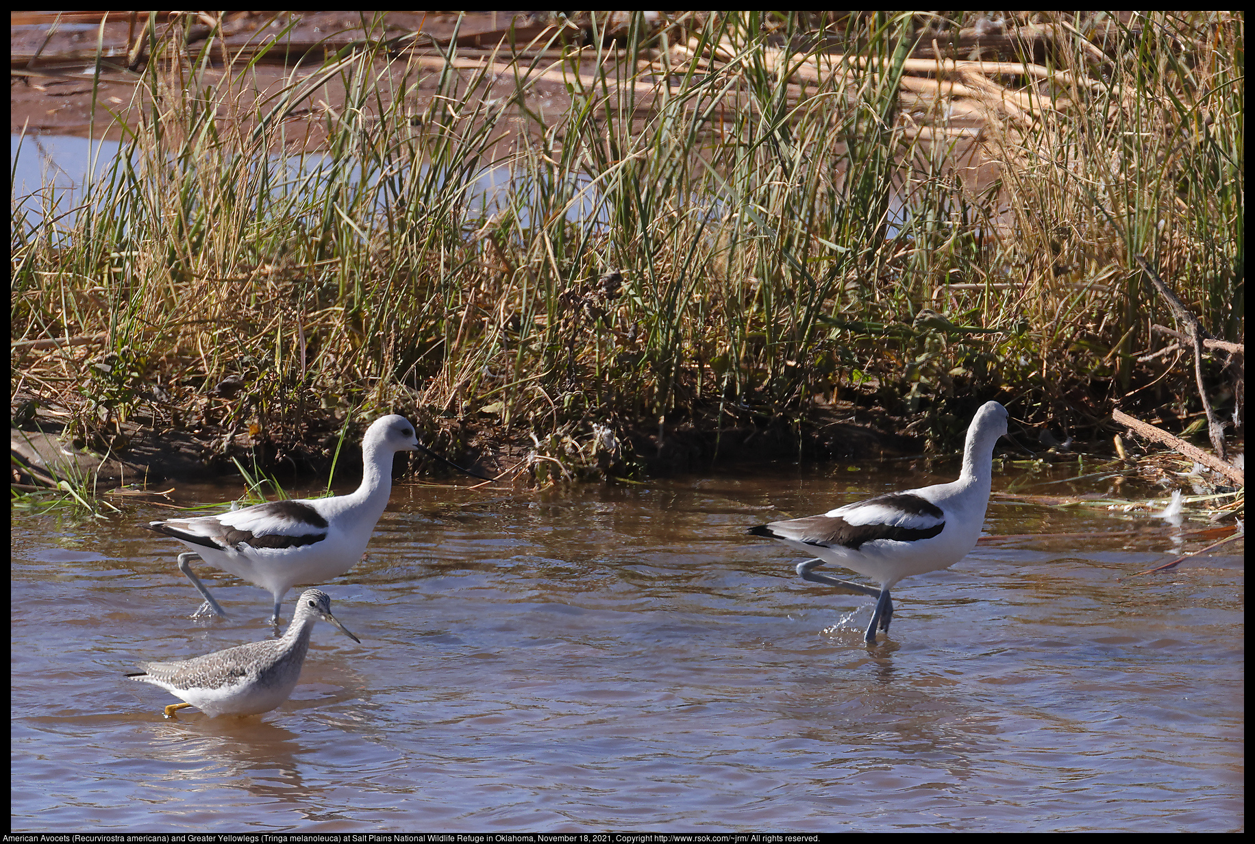 American Avocets (Recurvirostra americana) and Greater Yellowlegs (Tringa melanoleuca) at Salt Plains National Wildlife Refuge in Oklahoma, November 18, 2021