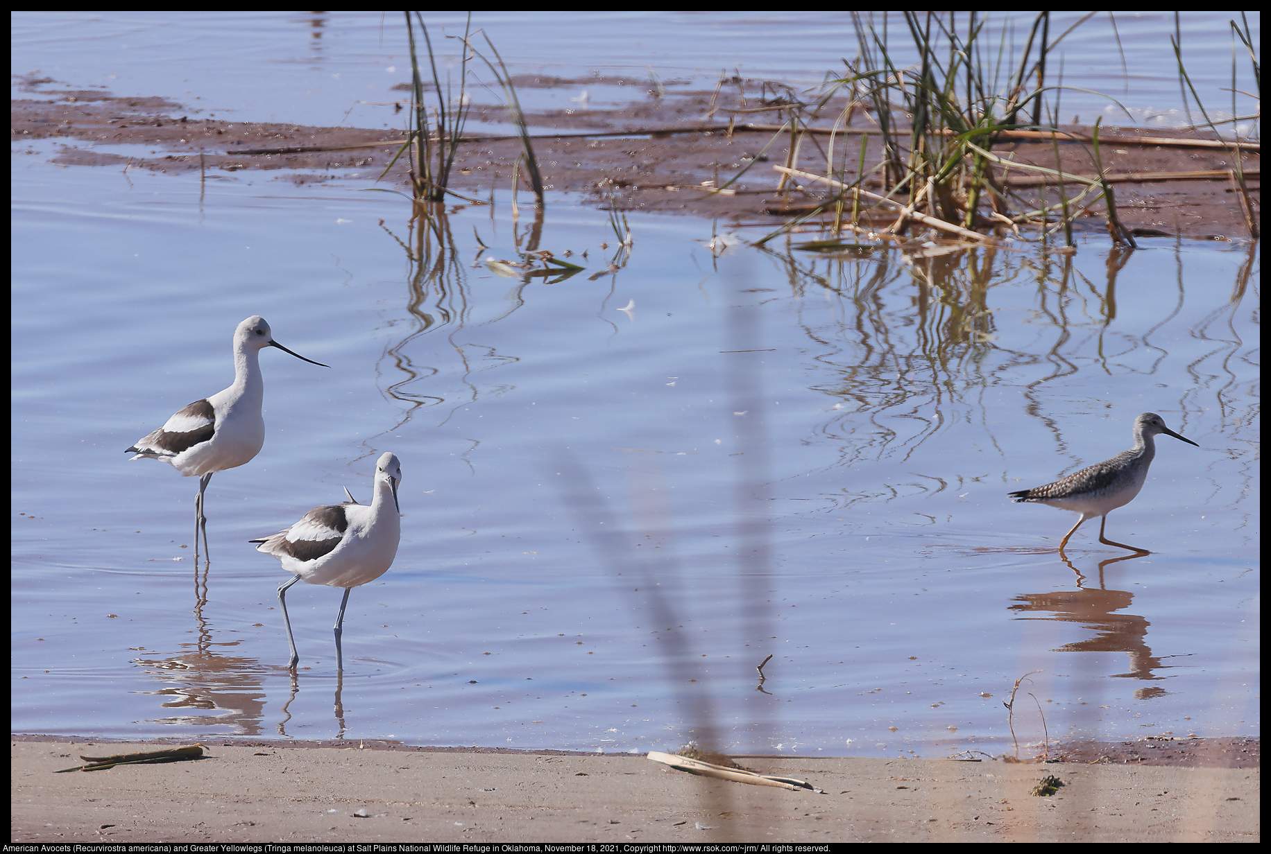 American Avocets (Recurvirostra americana) and Greater Yellowlegs (Tringa melanoleuca) at Salt Plains National Wildlife Refuge in Oklahoma, November 18, 2021