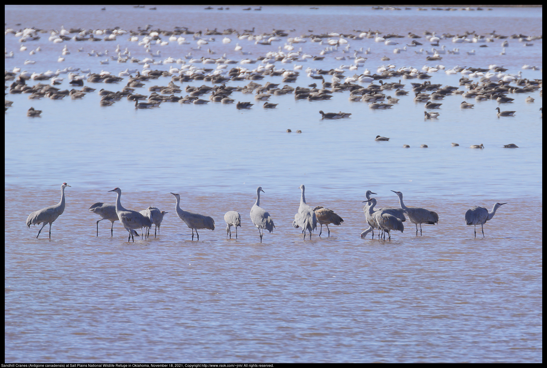 Sandhill Cranes (Antigone canadensis) at Salt Plains National Wildlife Refuge in Oklahoma, November 18, 2021